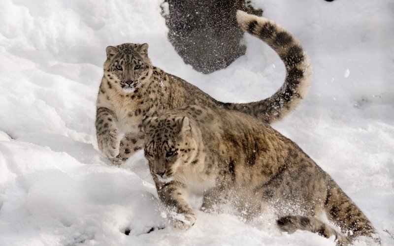Snow Leopard Tour